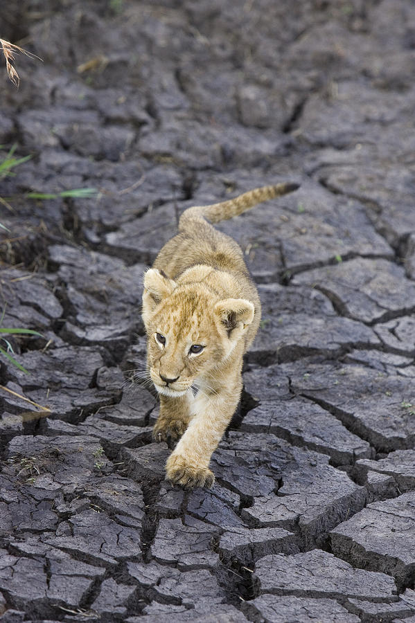 African Lion Cub Walking On Dry Photograph by Suzi Eszterhas