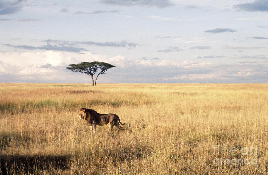 African Lion Photograph by Elizabeth Kingsley