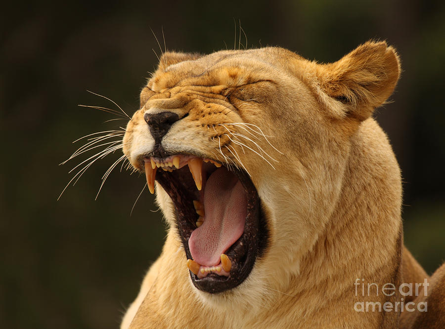 Nature Photograph - African Lion Growling by Max Allen
