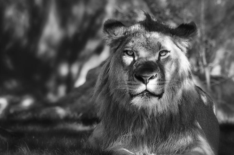 African Lion in Black and White  Photograph by Saija Lehtonen
