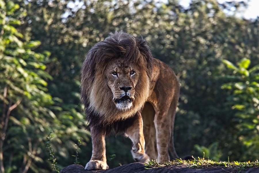 Disney Photograph - African Lion by Jason Blalock