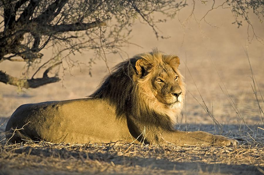 Kgalagadi Transfrontier Park Photograph - African Lion Male by Tony Camacho