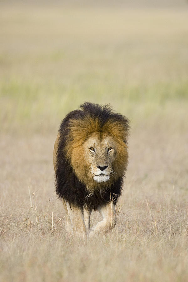 African Lion on the Savanna Photograph by Suzi Eszterhas