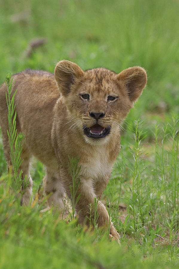 African Lion Panthera Leo Cub Calling Photograph by Zssd