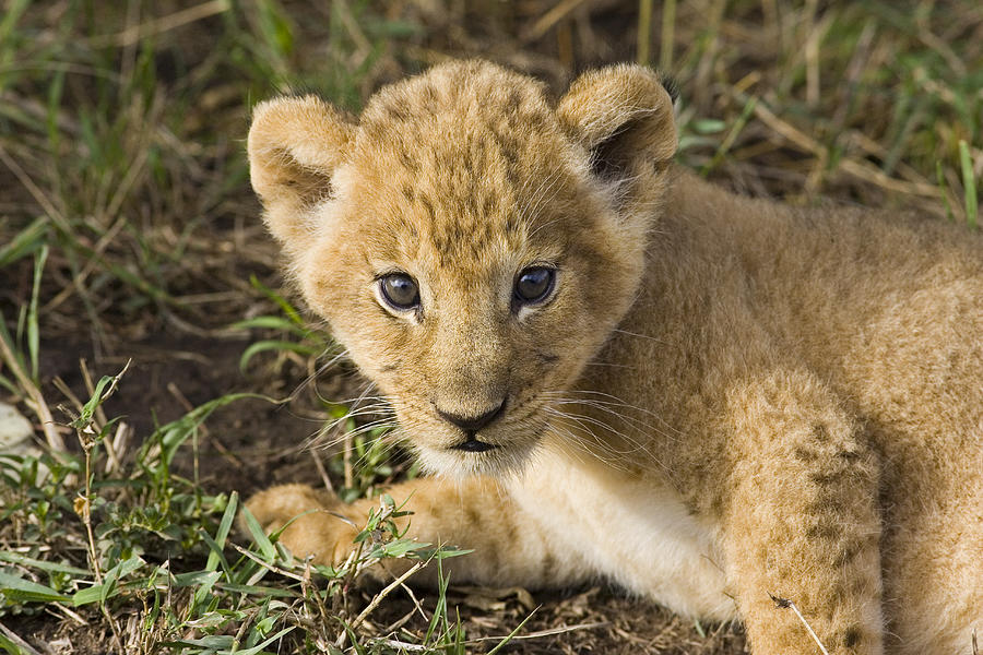 African Lion Panthera Leo Five Week Old Photograph by Suzi Eszterhas