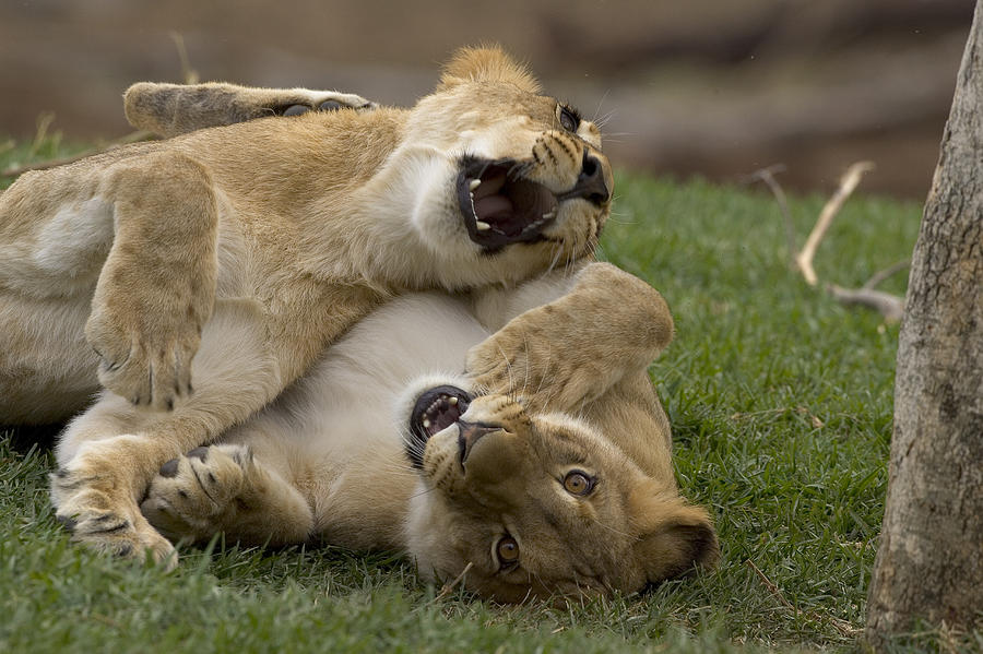 African Lion Panthera Leo Two Cubs Photograph by San Diego Zoo