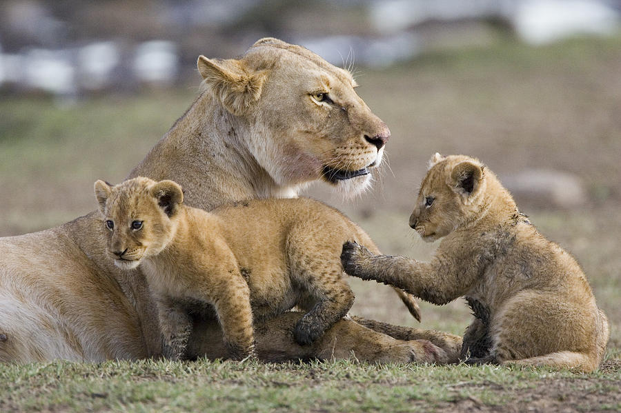 African Lion Playful Cubs With Mother Photograph by Suzi Eszterhas