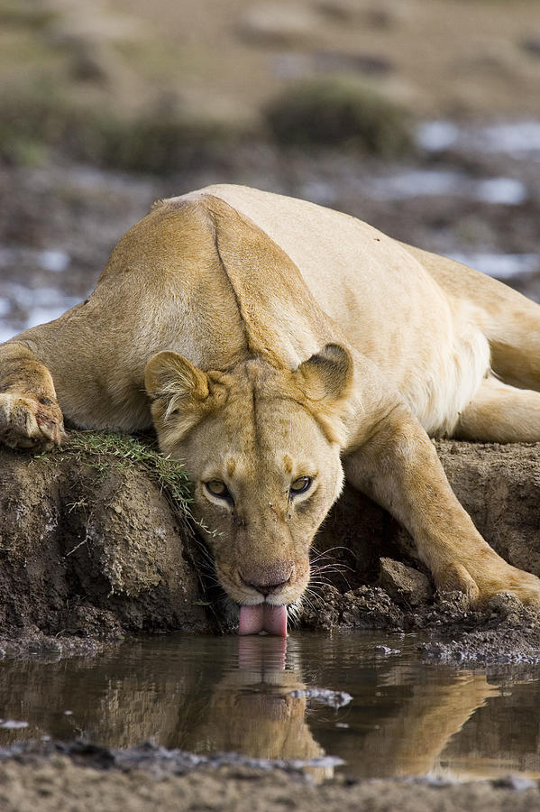African Lioness Drinking Masai Mara Photograph by Suzi Eszterhas