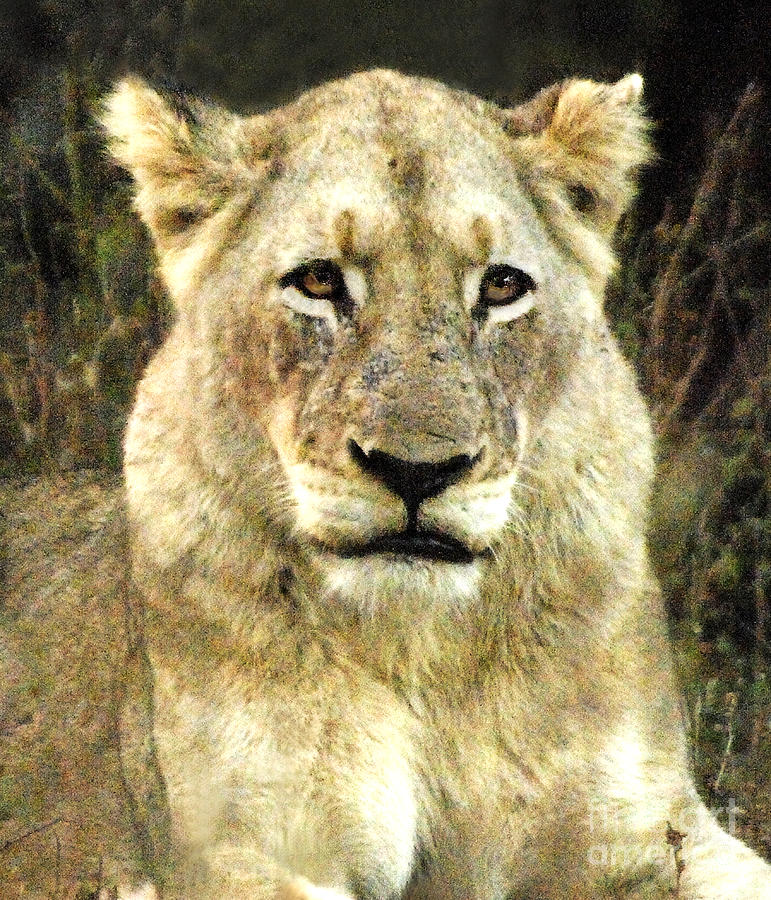 Lion Photograph - African lioness by Howard Koby