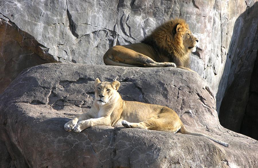 African Lions Photograph by Keith Stokes