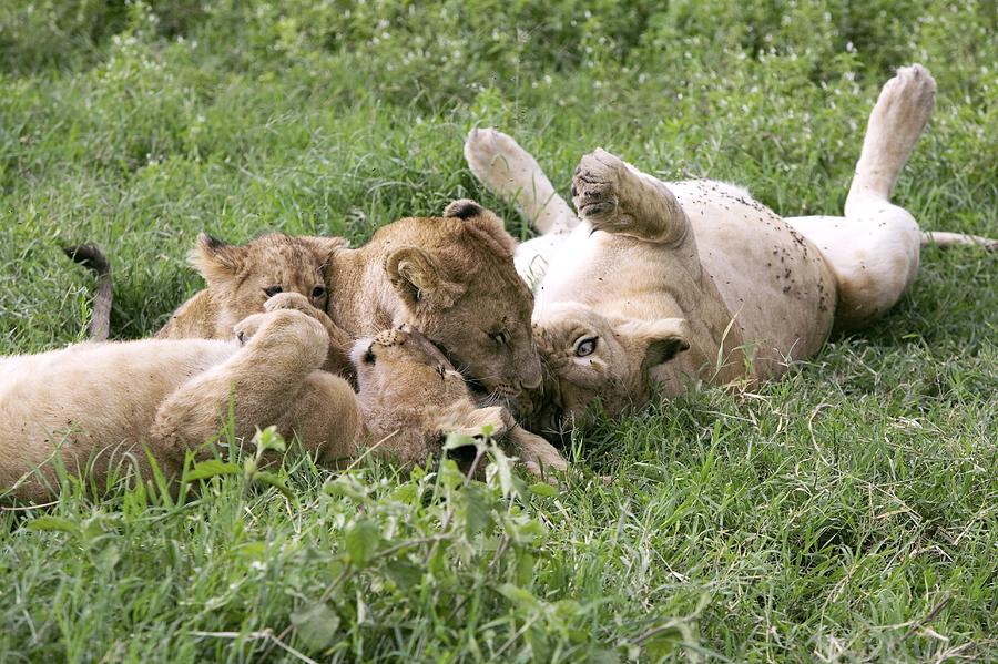 African Lions Photograph by Photostock-israel | Fine Art America