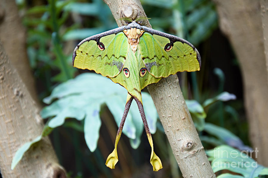 African Moon Moth 1 Photograph by Andee Design