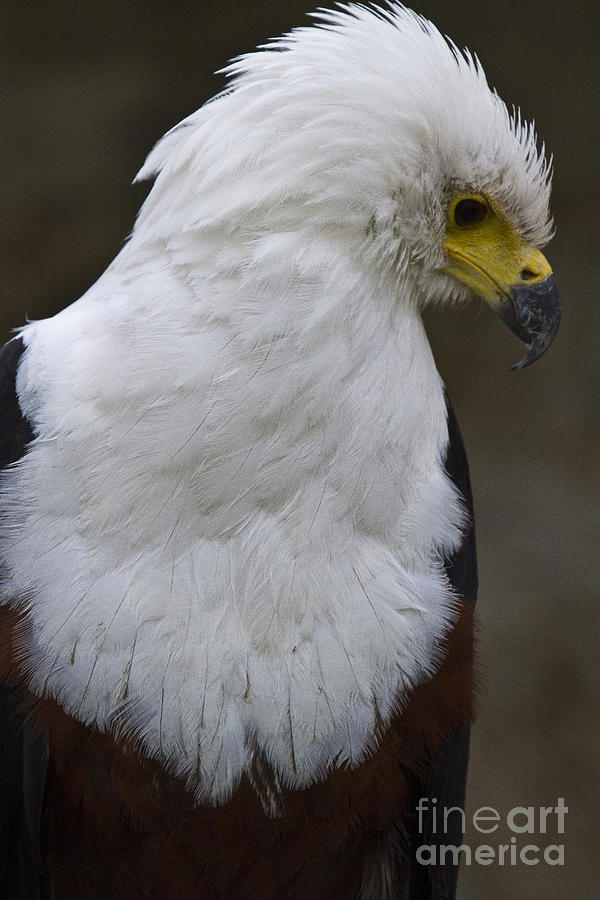 Eagle Photograph - African sea eagle 5 by Heiko Koehrer-Wagner