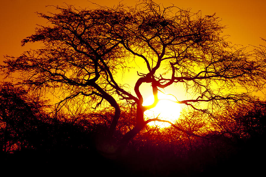 African Tree Photograph by Andy Bitterer