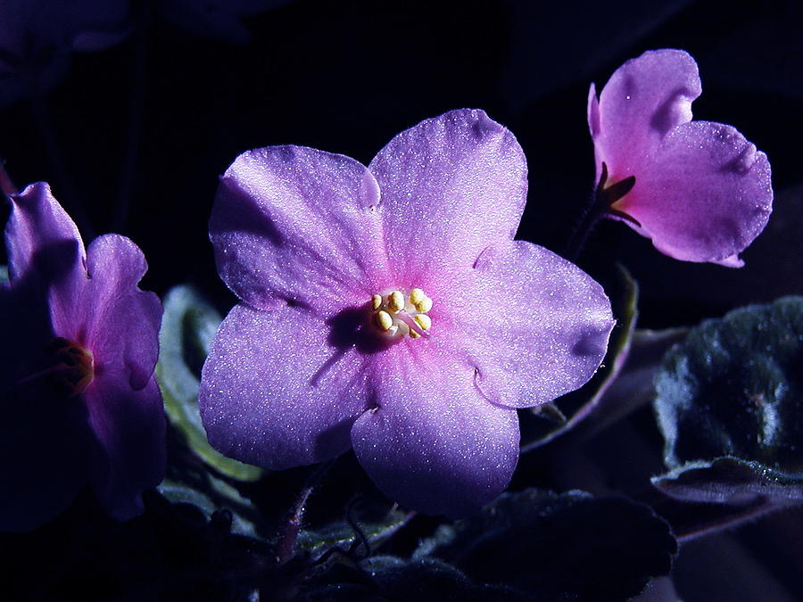 African Violet Photograph by Sharon Mick