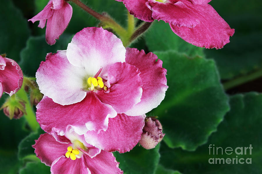 African Violet Photograph by Stephanie Frey