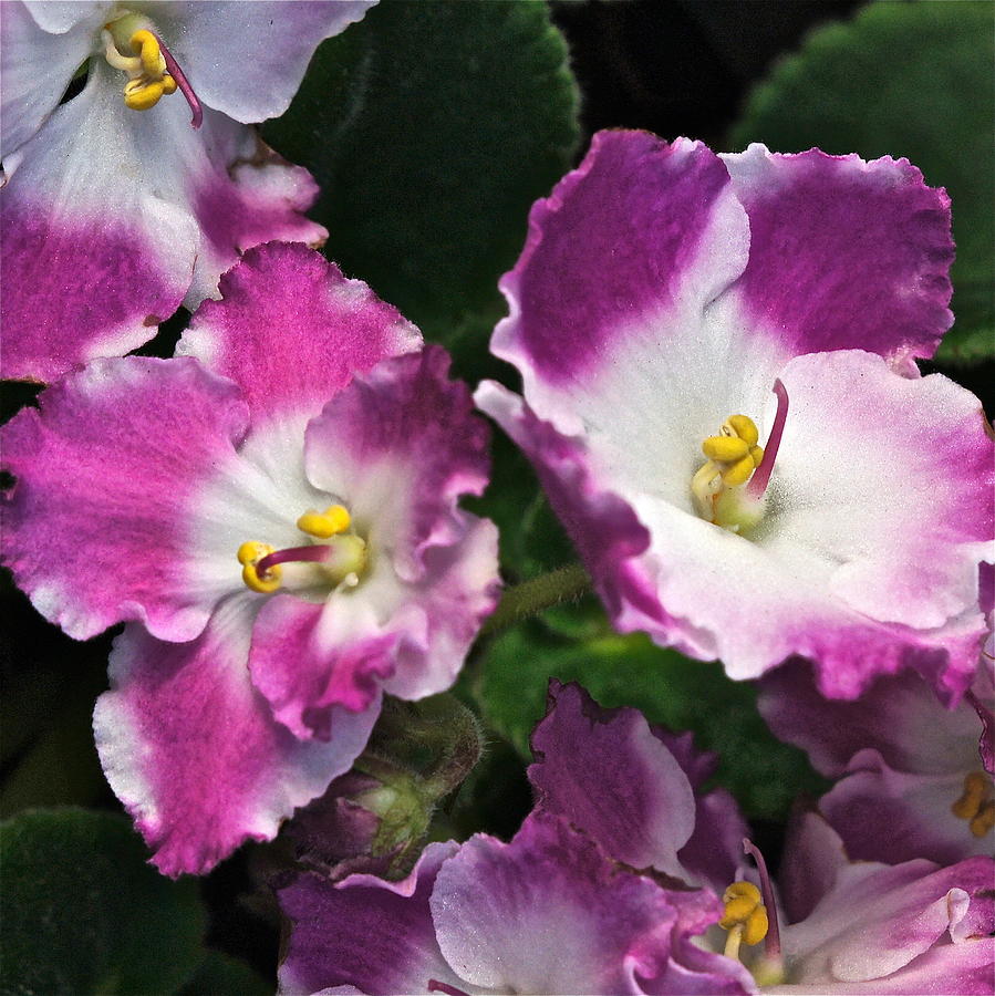 African Violets Photograph by Byron Varvarigos