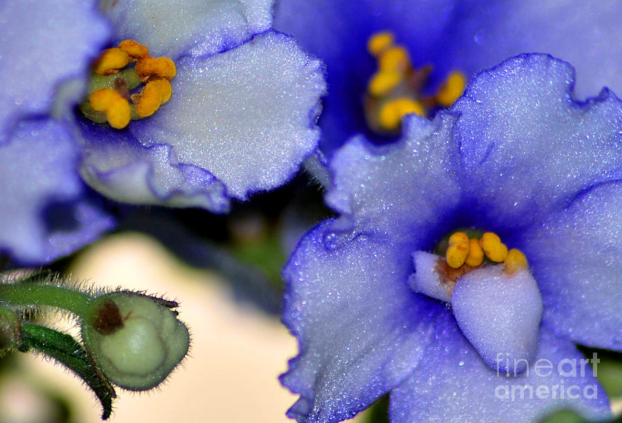 African Violets Study 1 Photograph by Nancy Mueller