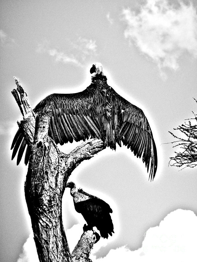 African Vultures Photograph by Louise Peardon