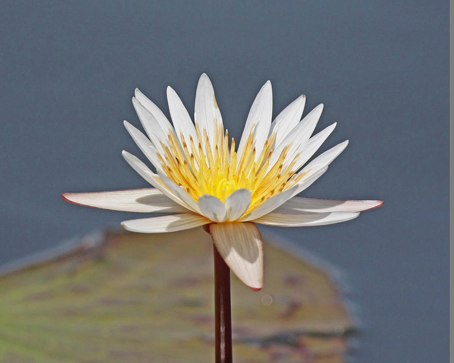 African Water Lily Photograph By Michael Kulakofsky 