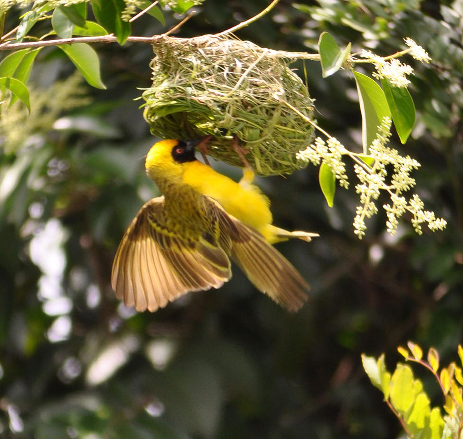 African Weavers new home Photograph by Shelley Freeman - Fine Art America