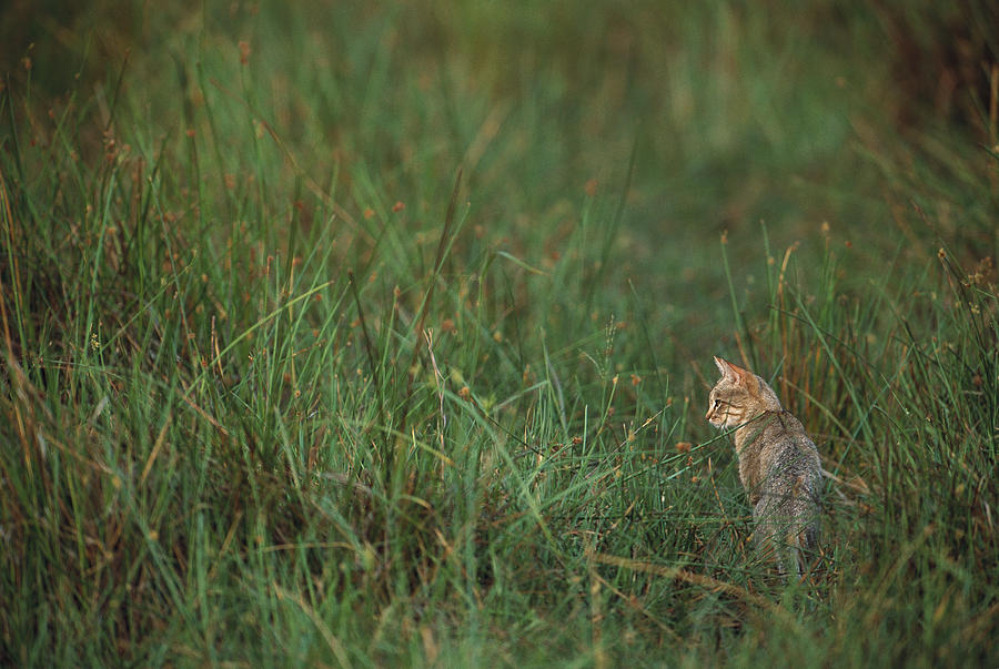 African Wild Cat Felis Lybica Sitting Photograph by Pete Oxford