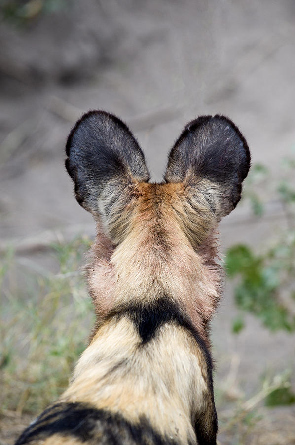 African Wild Dog Botswana Photograph by Suzi Eszterhas