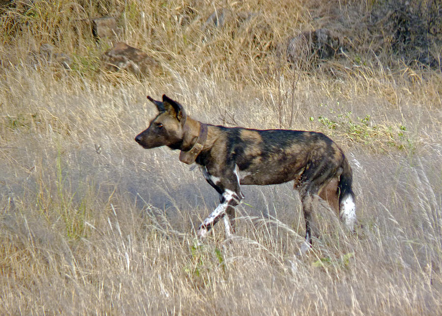 African Wild Dog Photograph by Tony Murtagh