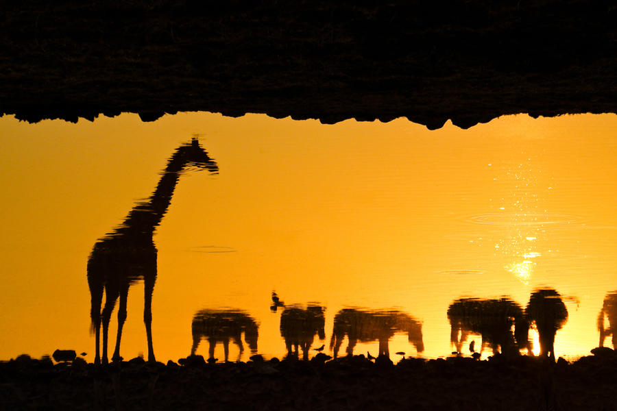 African Wildlife Silhouette Photograph by Michele Burgess