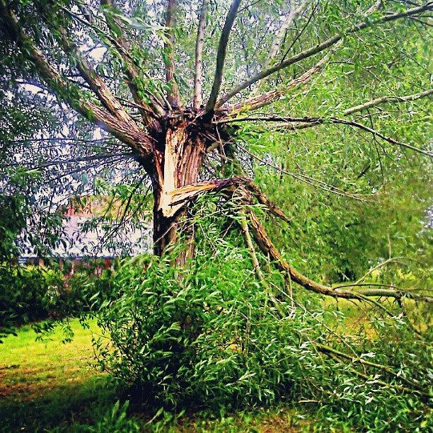 Summer Photograph - After A #storm... #broken #tree #branch by Linandara Linandara