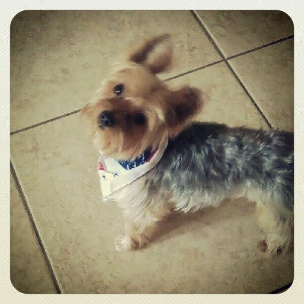After Being Grommed With My New Scarf:) Photograph by Troy The Yorkie