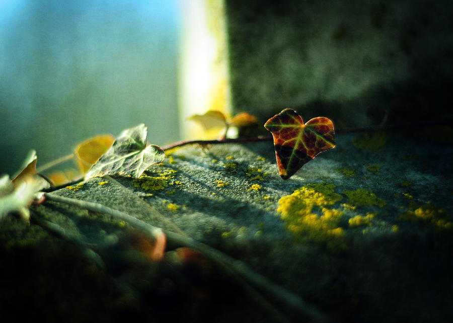 Gravestone Photograph - After Life by Rebecca Sherman
