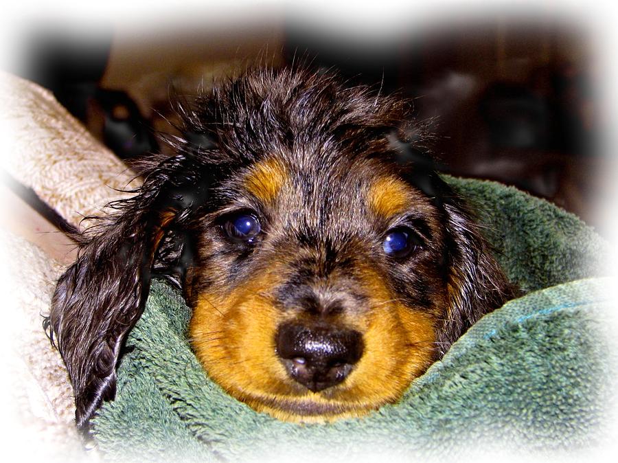 Dachshund Photograph - After My First bath by Victoria Sheldon