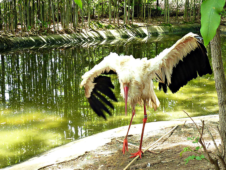 Crane Photograph - After the Bath by Jo Sheehan