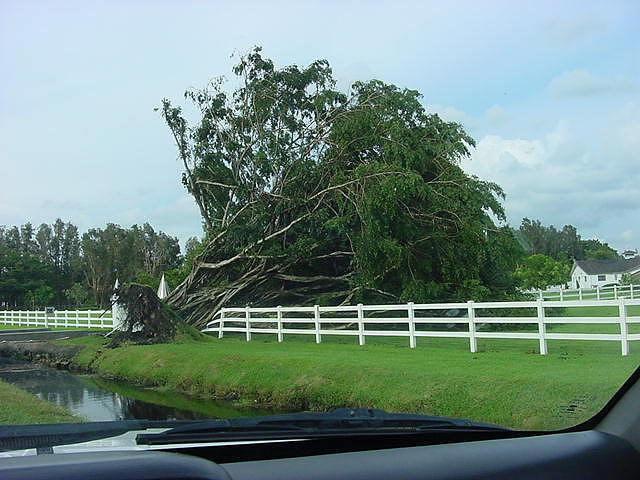After the Hurricane Photograph by Val Oconnor