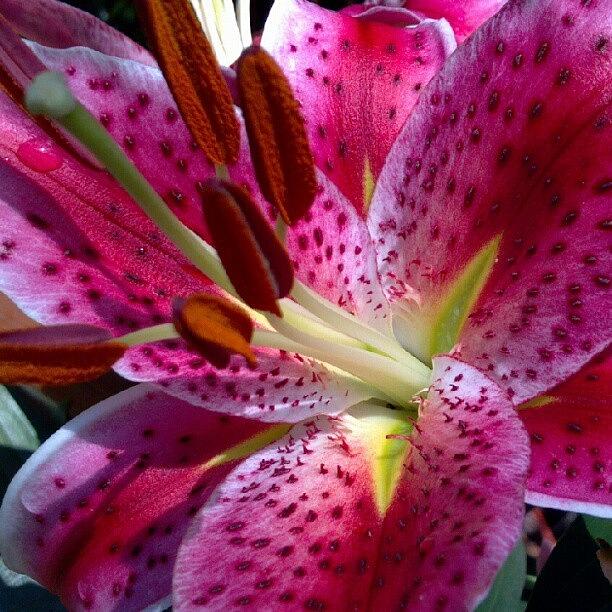Lily Photograph - After The Rain , The Humidity Has by Carla From Central Va  Usa