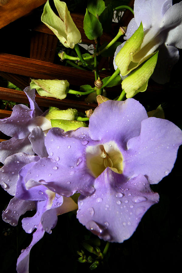 After the Rain by Jose Rodriguez After the Rain by Jose Rodriguez