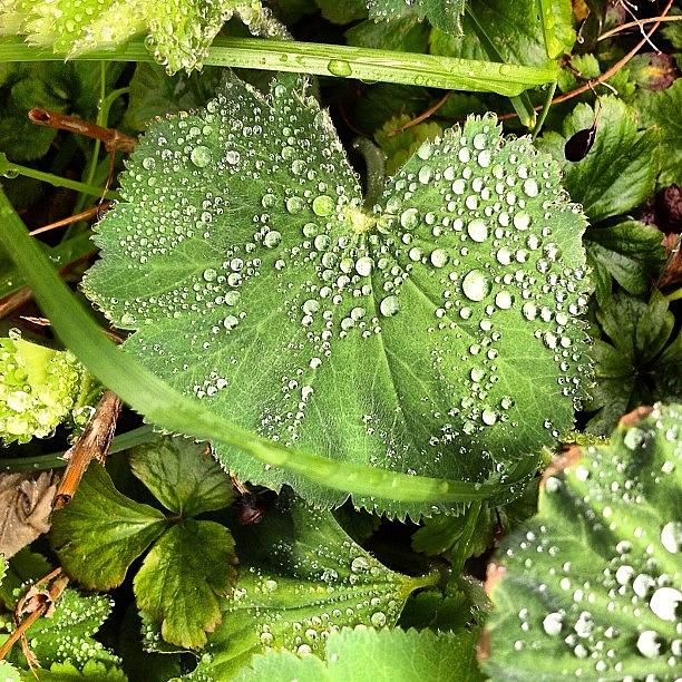 Nature Photograph - After the Rain by Nic Squirrell