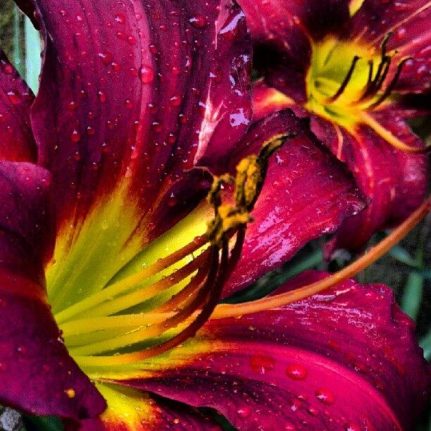 Nature Photograph - After The Storm, I Found More Daylilies by Carla From Central Va  Usa