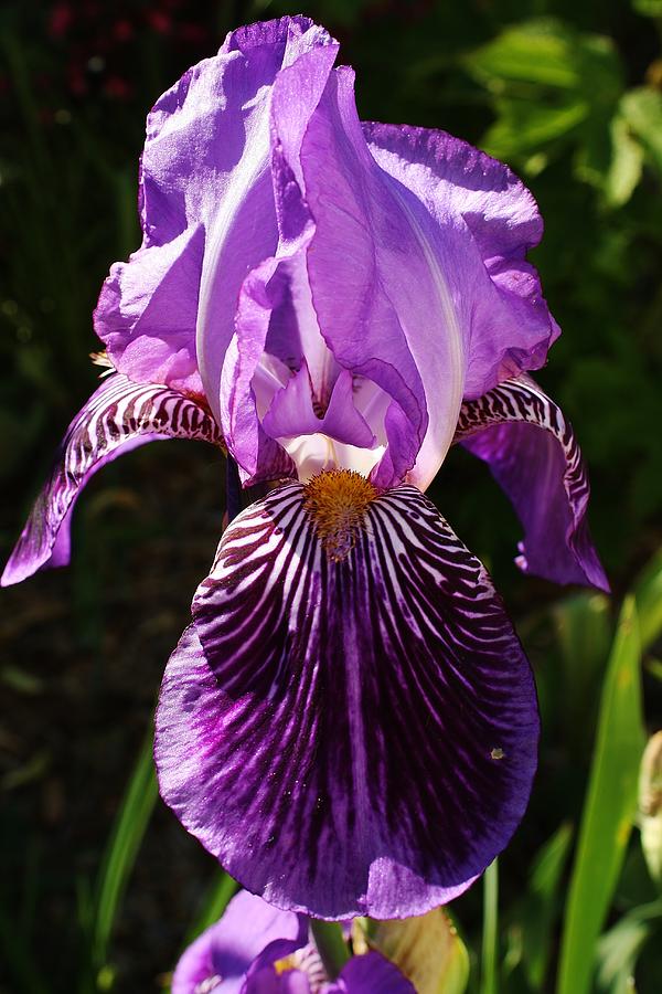 Iris Photograph - Afternoon Delight by Bruce Bley