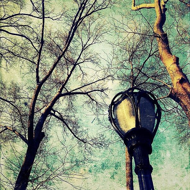 Tree Photograph - Afternoon by Natasha Marco
