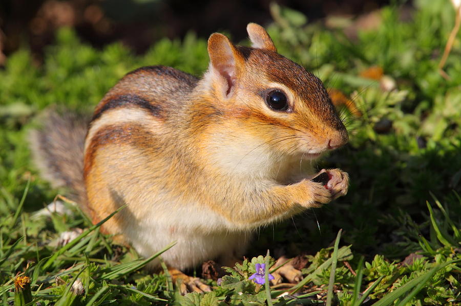 Afternoon Snack - Eastern Chipmunk  Photograph by Bruce J Robinson