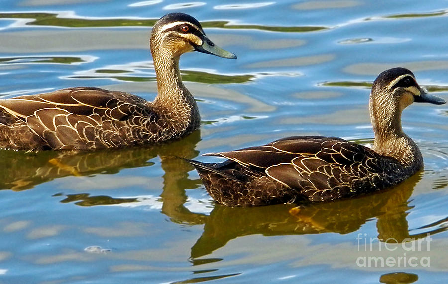 Afternoon Swim Photograph by Kaye Menner