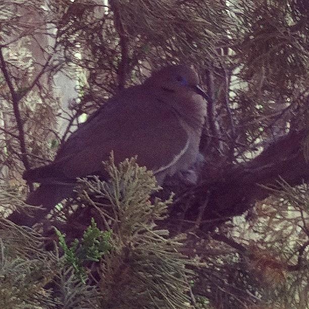 Nature Photograph - Afuera De Mi Casa #bird #nest #nature by Carolina Paz