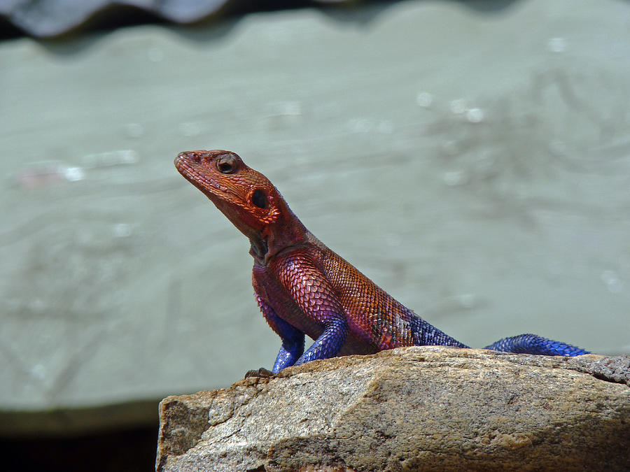 Agama Lizard Photograph by Tony Murtagh