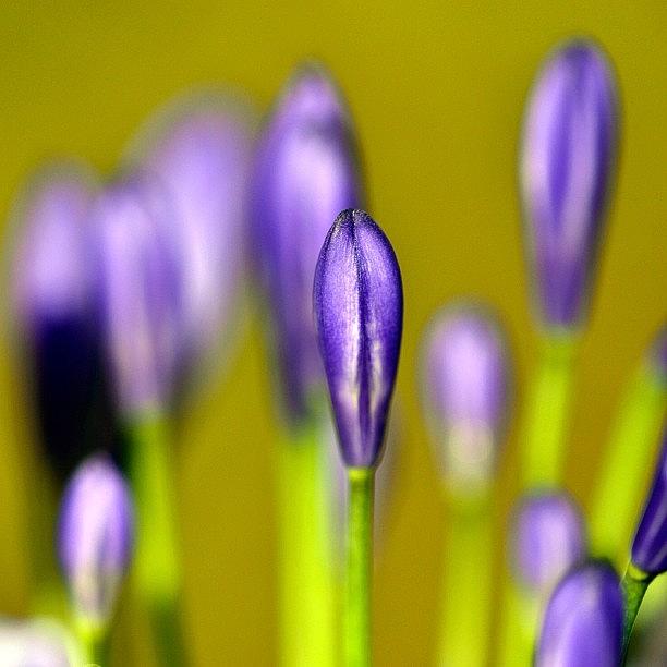 Nature Photograph - #agapanthus #flowerbuds #blue #purple by Zaqqy J