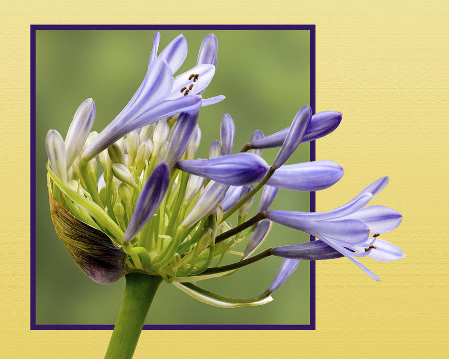 Agapanthus in Bloom Photograph by Betty Eich