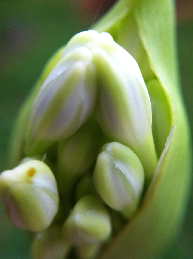 Agapanthus Opening Photograph by Naomi Wittlin