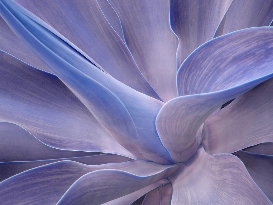 Agave Abstract in Lilac Photograph by Bel Menpes