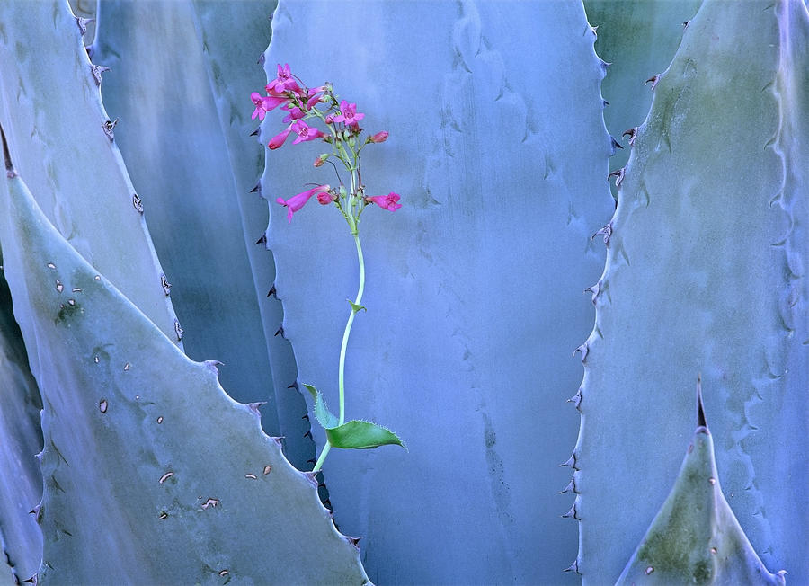 Agave Agave Sp And Parrys Penstemon Photograph by Tim Fitzharris